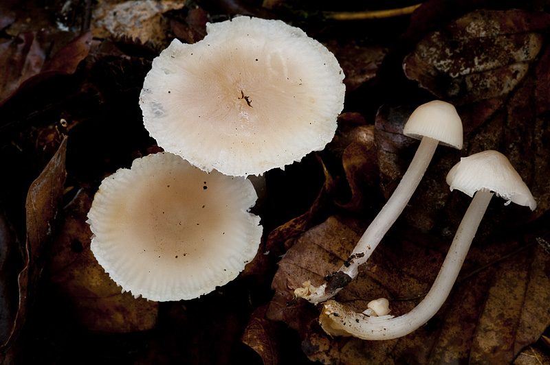 Mycena pura f. alba